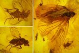 Fossil Cicada (Auchenorrhyncha) & Two Flies (Diptera) in Baltic Amber #173671-2